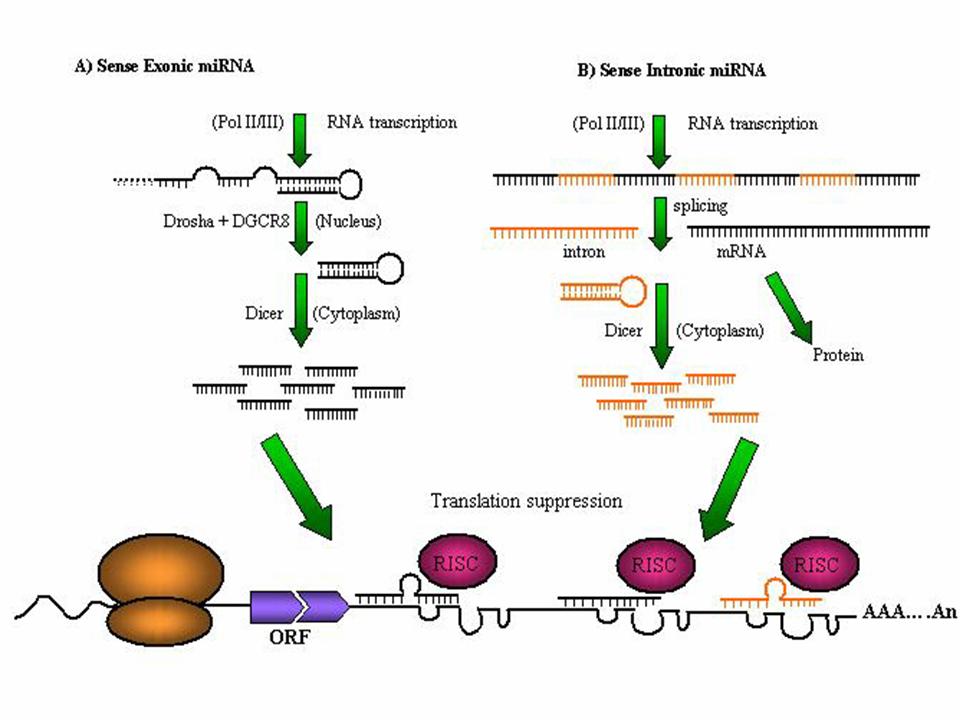 Fig. 1: Proceso de biogénesis de los microRNA.